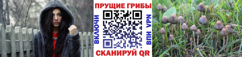 закладка  Куртамыш  Галлюциногенные грибы MAGIC MUSHROOMS 